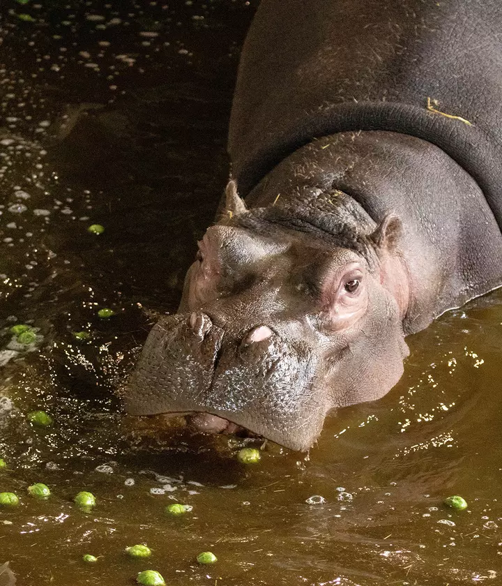 A stack of sprouts for Hungry Hippos | Whipsnade Zoo